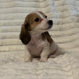 Tinker AKC - Piebald female Dachshund puppy in Magnolia, Texas from J&R Macias Dachshunds