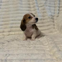 Tinker AKC - Piebald female Dachshund puppy in Magnolia, Texas from J&R Macias Dachshunds