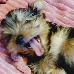Yorkshire Terriers from Tanias Yorkies