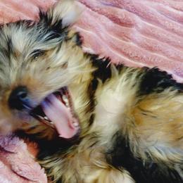 Yorkshire Terriers from Tanias Yorkies