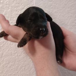 Lavender - Black and tan female Cavapoo puppy in Fairfield, Illinois from Positively Doodles