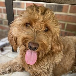Cooper - Goldendoodle