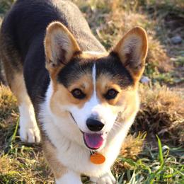 Reggie - Pembroke Welsh Corgi