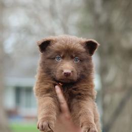 Sauce (Orange) - Liver male German Shepherd puppy in Garrett, Indiana from Devil-Dog Shepherds