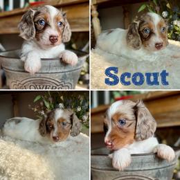 Scout - AKC - Silky - Chocolate and tan male Dachshund puppy in Kemp, Texas from Koli Acres