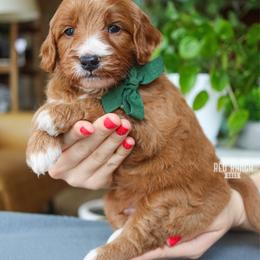 Ranger - Red  male Goldendoodle puppy in Salado, Texas from Red Ranch Dogs