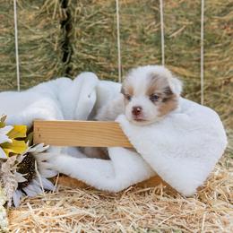 Australian Shepherd Puppies from Sweet Meadow Farms