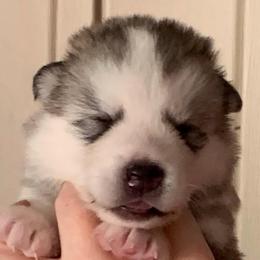 Bigfoot - Gray and white male Alaskan Malamute puppy in Palmyra, Michigan from Illusion Kennel