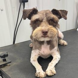 Emmy Lou - Miniature Schnauzer