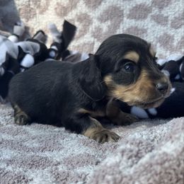 Bean - Black and cream male Dachshund puppy in Duncanville, Alabama from Bear Creek Dachshunds