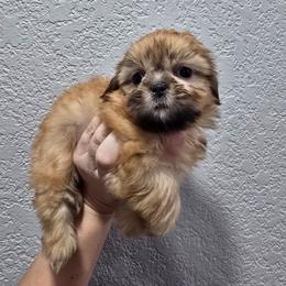 Dopey - Red and tan male Shih Tzu puppy in Cabot, Arkansas from Borderland's Kennel