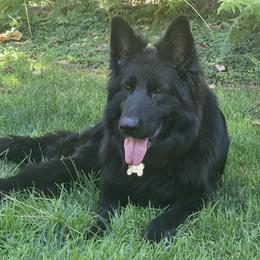 Honda - German Shepherd