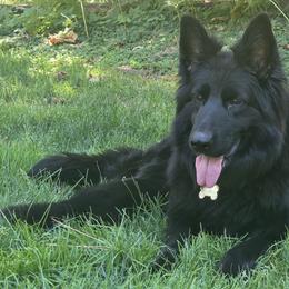 Honda - German Shepherd
