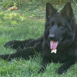 Honda - German Shepherd