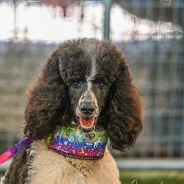 Poodle All Grown Up from Redmond Rose Kennels
