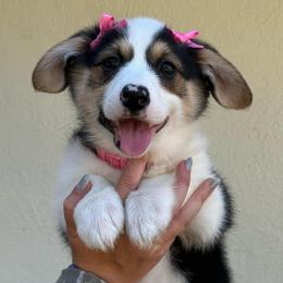 Tiana - Black and tan female Pembroke Welsh Corgi puppy in Vacaville, California from Hope_4thebay_Corgis
