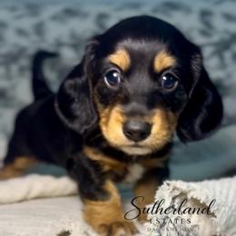 Magnolia Belle - Black and tan female Dachshund puppy in Sutherland, Virginia from Sutherland Estates Dachshunds