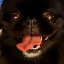Pekingese from Paco's