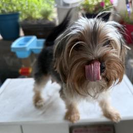Oso - Yorkshire Terrier