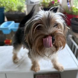 Oso - Yorkshire Terrier
