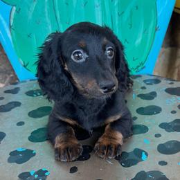 Sadie - Brindle female Dachshund puppy in Hawley, Texas from Foxy’s Dachshunds & Toy Aussies