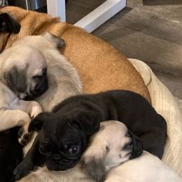 Pugs from Ballantyne Pugs
