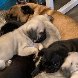 Pugs from Ballantyne Pugs