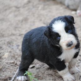 Australian Shepherd Puppies from Stephanie Young's Australian Shepherds