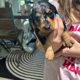 Roxy - Dapple female Dachshund puppy in Tomball, Texas from Gutierrez House of Doxies