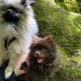 Pomeranians from Pacific Northwest Pomeranians