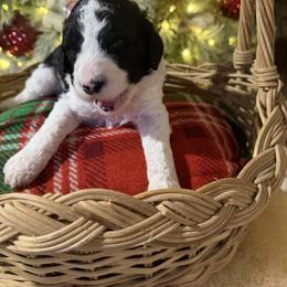 Blitzee - Parti female Goldendoodle puppy in Indian Mound, Tennessee from Dana Walters