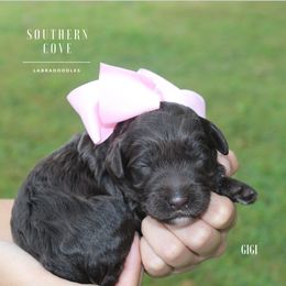 Gigi - Chocolate female Australian Labradoodle puppy in Winter Haven, Florida from Southern Cove Labradoodles