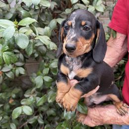 Oreo cookie - Dapple male Dachshund puppy in Norco, California from Norco dachshunds