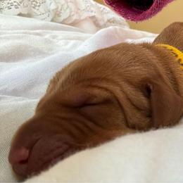 Nova - Golden rust female Vizsla puppy in Plymouth, Minnesota from Carlson Vizslas