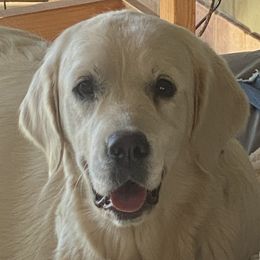 MIPA - Golden Retriever