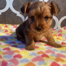 Yorkshire Terrier Puppies from Central Valley Yorkies