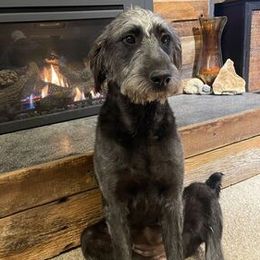 Bernedoodles and Labradoodles from Huser Doodle
