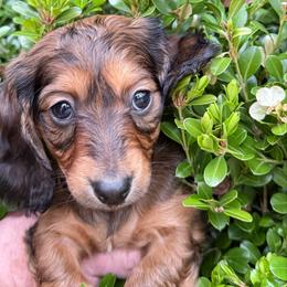 Girl 1 - Chocolate and tan female Dachshund puppy in Laurel, Mississippi from BB's Dotsies