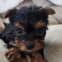 Lady Black - Black and gold female Yorkshire Terrier puppy in Lebanon, Ohio from Teacup Yorkies for Adoption Near Lebanon Ohio LLC
