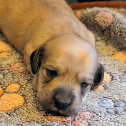 Penny - Cream female Dachshund puppy in South Point, Ohio from Snuggle Bunny Dachshunds