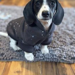 Dachshund Puppies from Rafter D4 Ranch - Mini Dachshunds