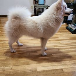 Pomsky All Grown Up from Yuna's Pomsky