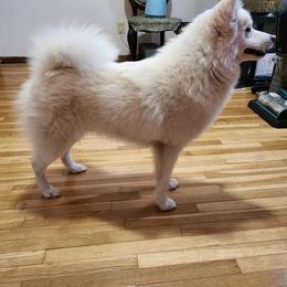 Pomsky All Grown Up from Yuna's Pomsky