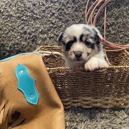 American Corgi Puppies from Downeast Corgis