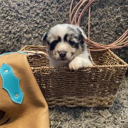 American Corgi Puppies from Downeast Corgis