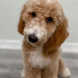 Leia - Goldendoodle