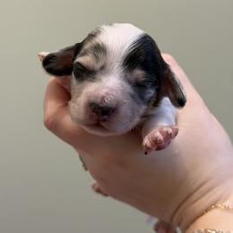 Taffy - Dapple male Dachshund puppy in Paw Paw, Michigan from Mulberry Meadow Farms