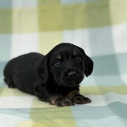 Mr. Potato (Black and Cream Brindle pointed) - Brindle male Dachshund puppy in Knoxville, Tennessee from Over The Moon Minis
