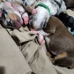 Miniature Australian Shepherd Puppies from Bornagain Paws