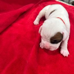 Boy 4 - White male Boxer puppy in Nashville, Tennessee from Best Friends